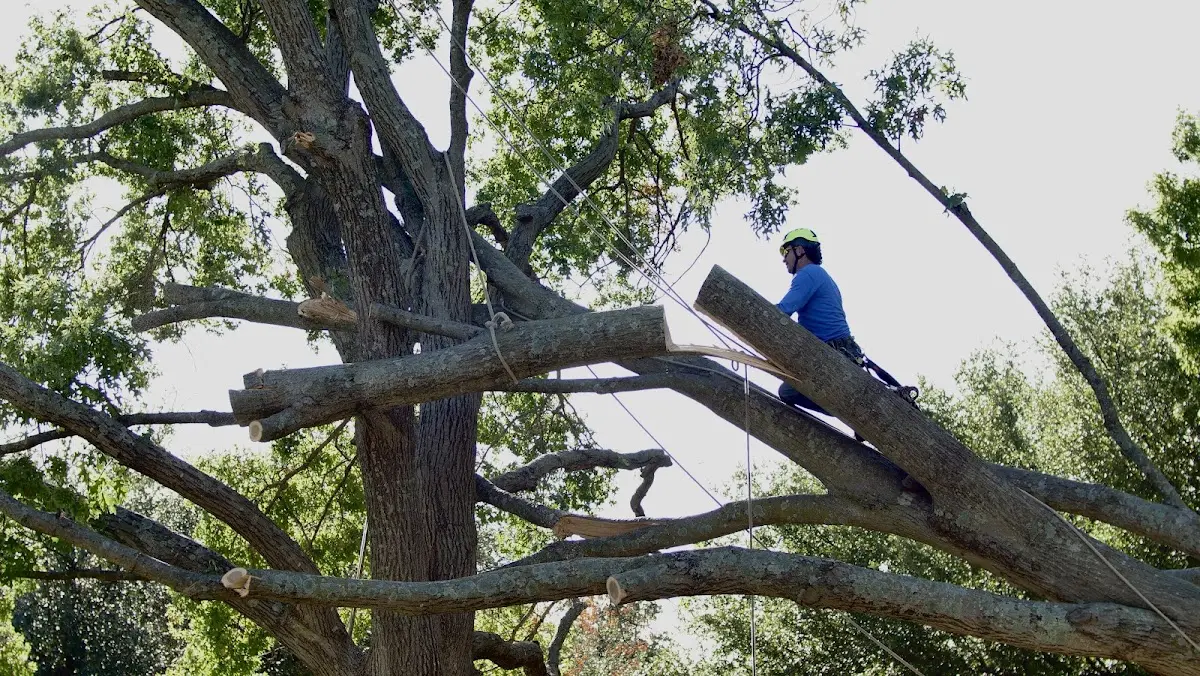 Professional Crown Thinning performed by certified arborists in Gregory